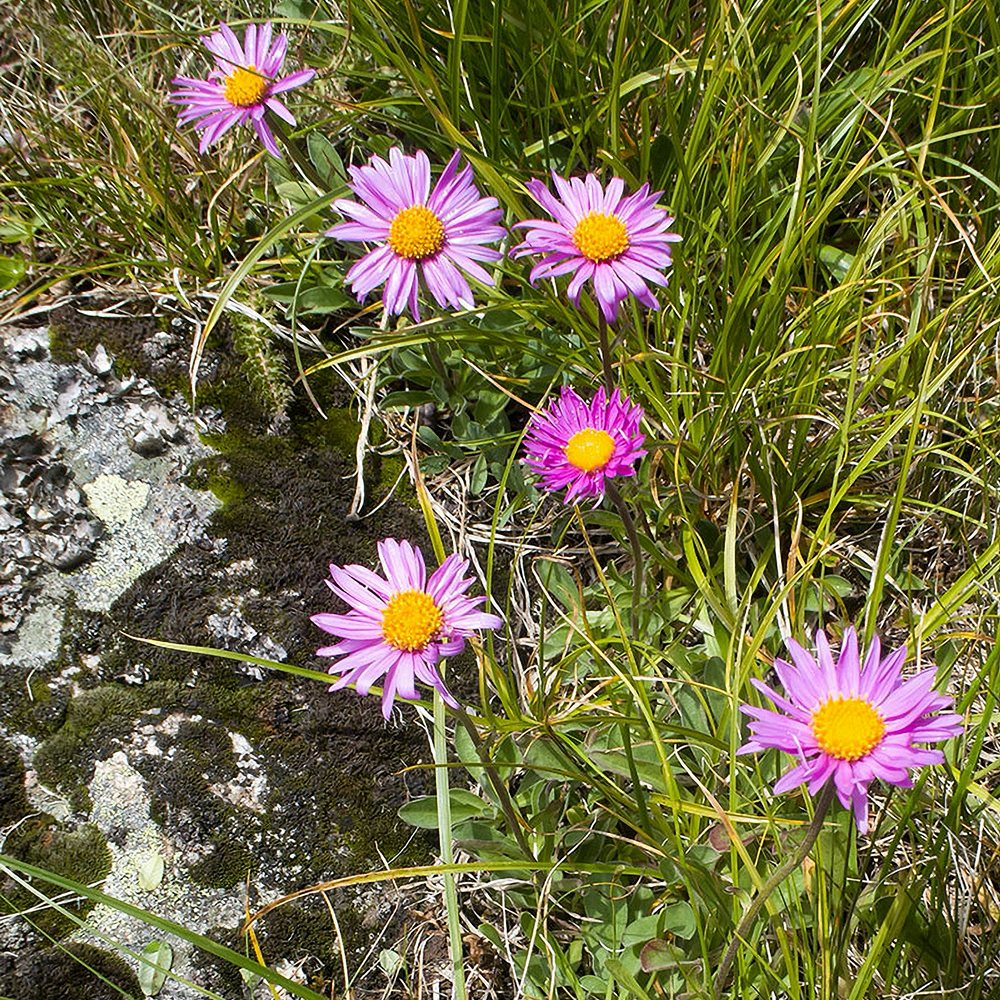 Aed-õnnehein 'Rosa Juwel' (6 tk) - Image 4