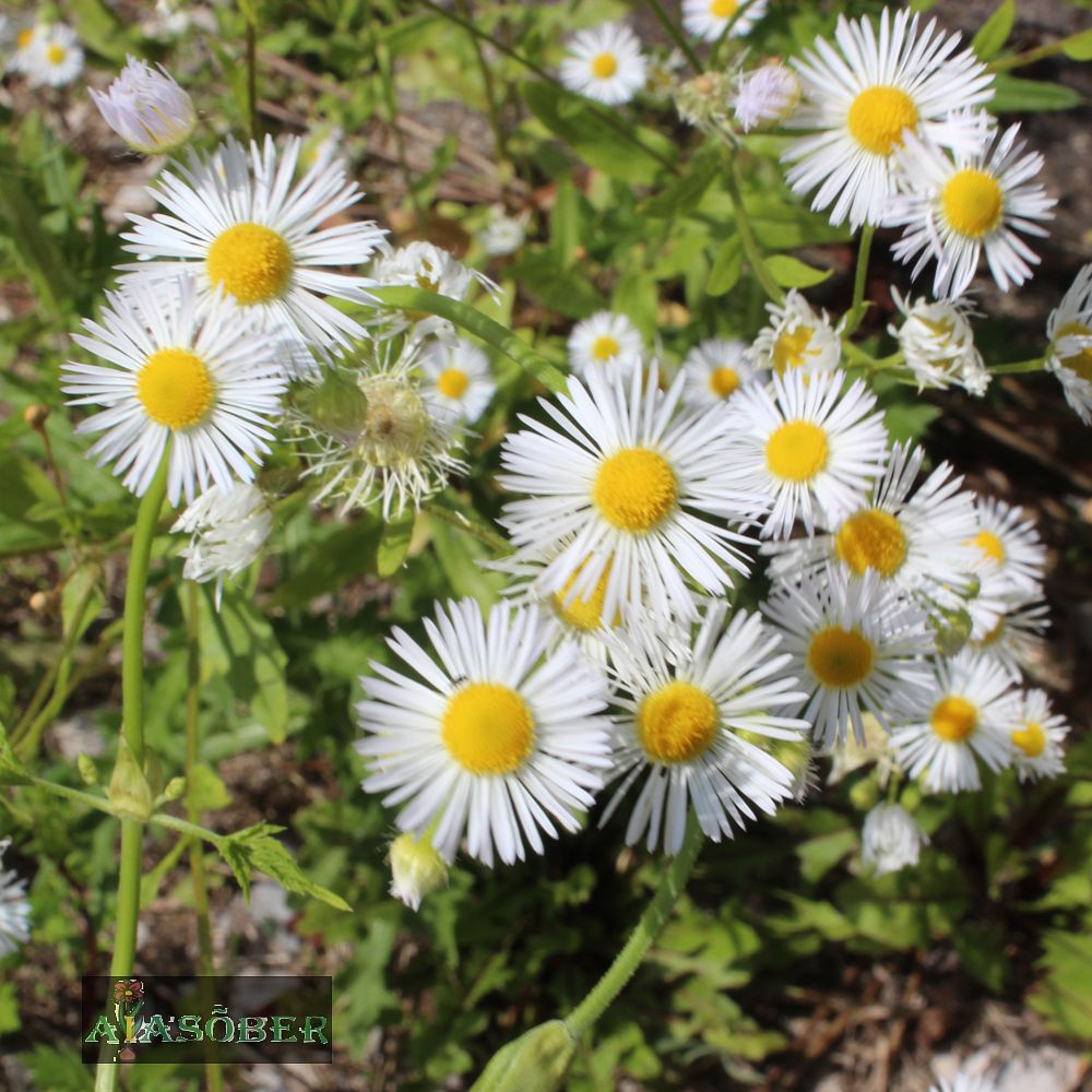 Aed-õnnehein 'Sommerneuschnee' (6 tk) - Image 3