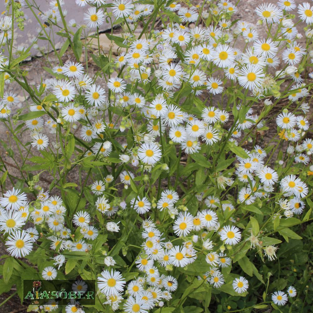 Aed-õnnehein 'Sommerneuschnee' (6 tk) - Image 4