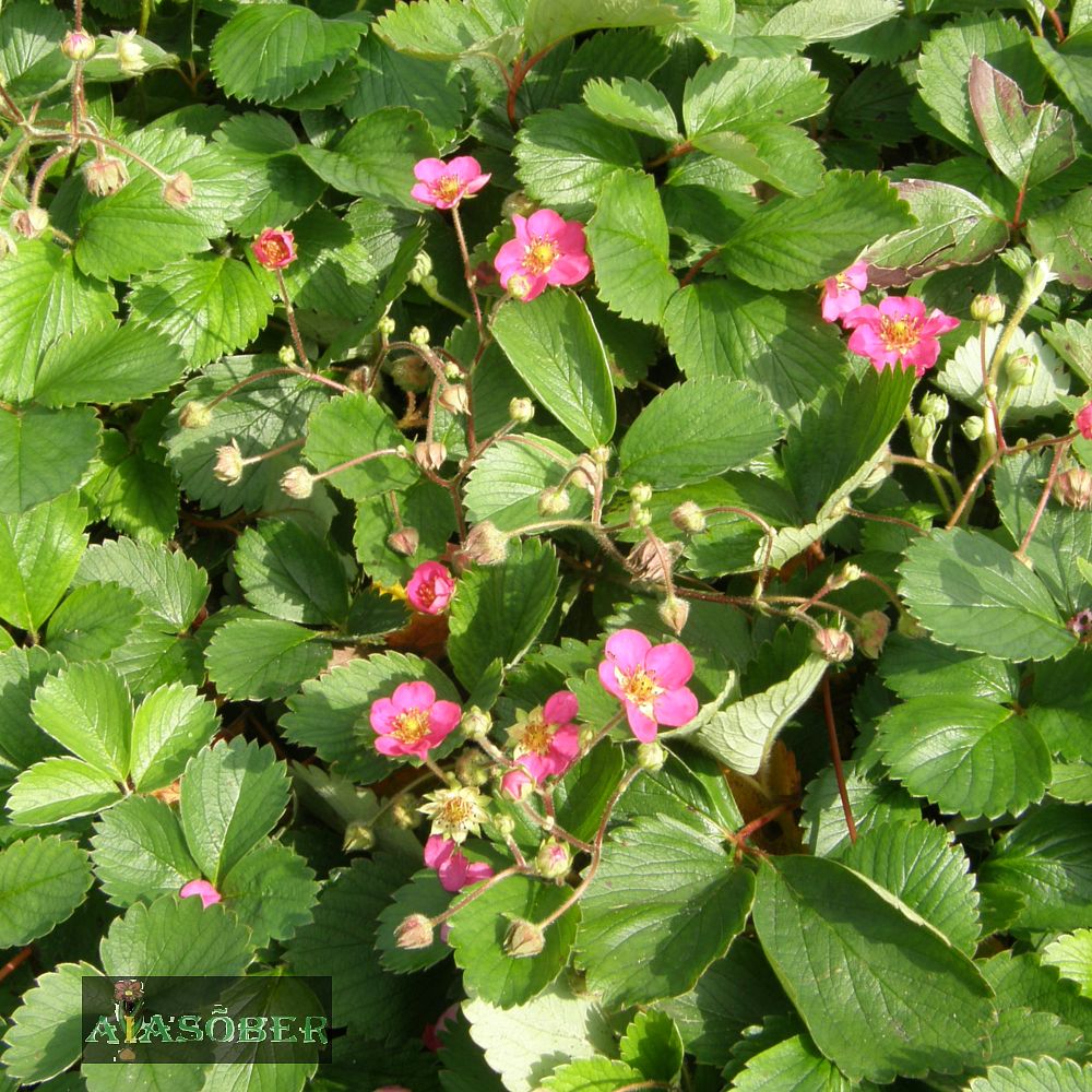 Maasikas 'Lipstick' (6 tk) - Image 2