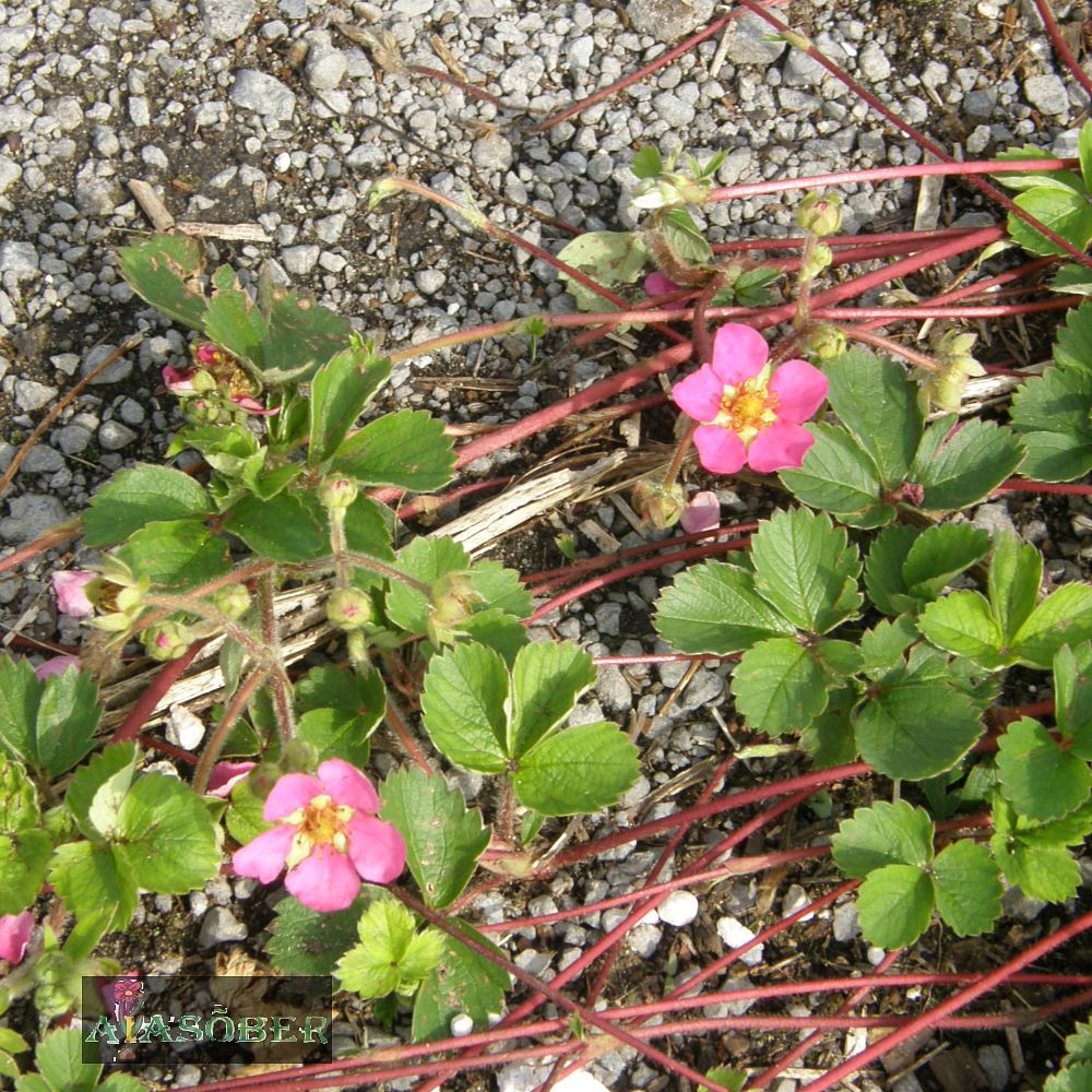 Maasikas 'Lipstick' (6 tk) - Image 3