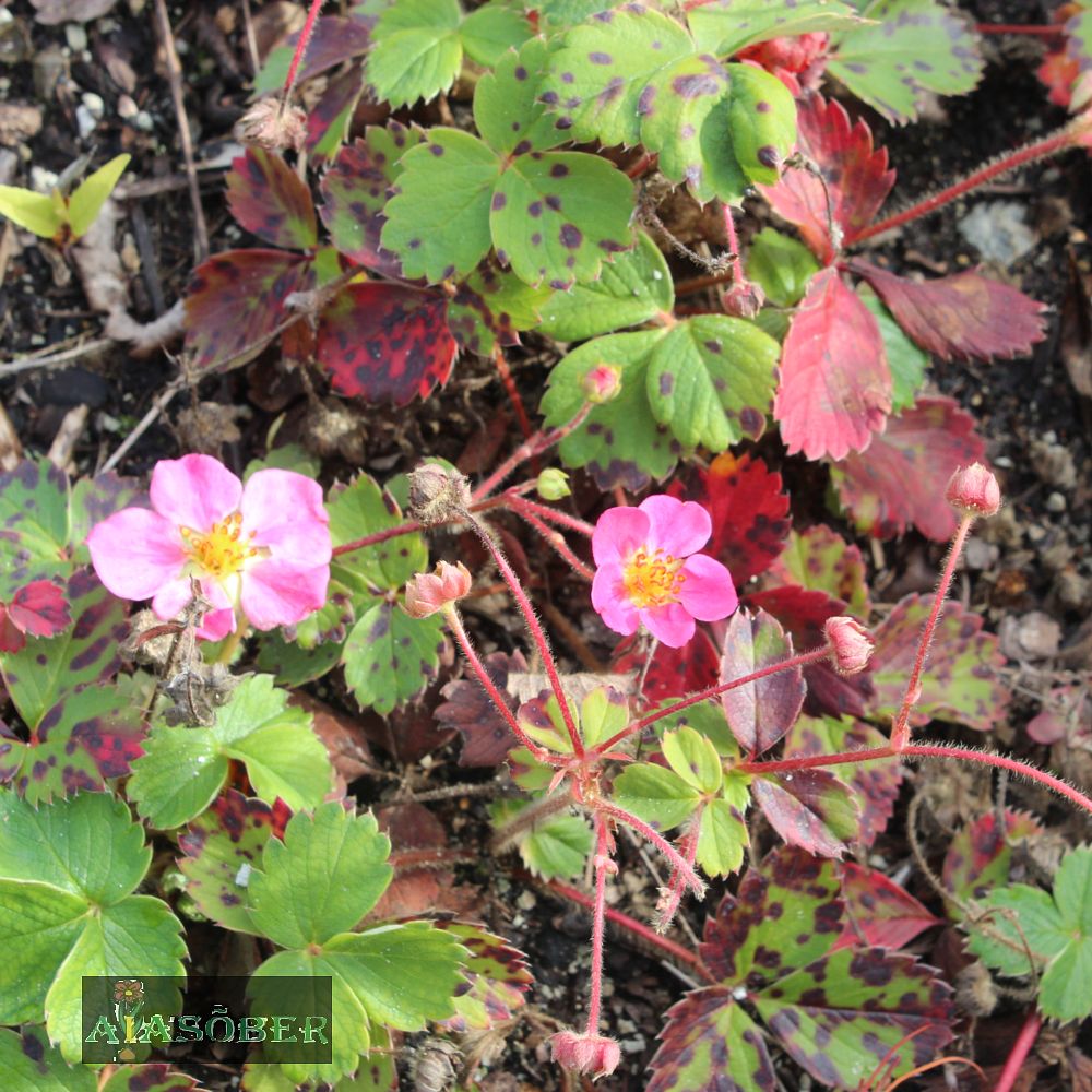 Maasikas 'Lipstick' (6 tk) - Image 4