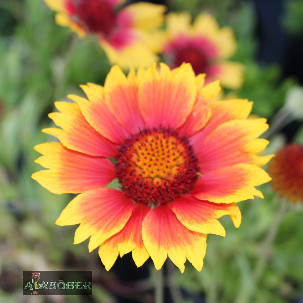 Aed-mõrsjalill 'Bremen' (6 tk) - Image 2