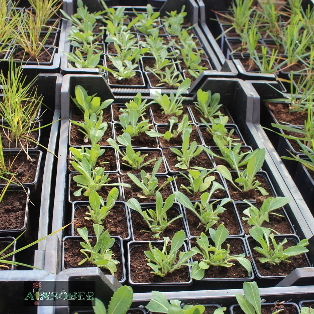 Aed-mõrsjalill 'Bremen' (6 tk) - Image 3