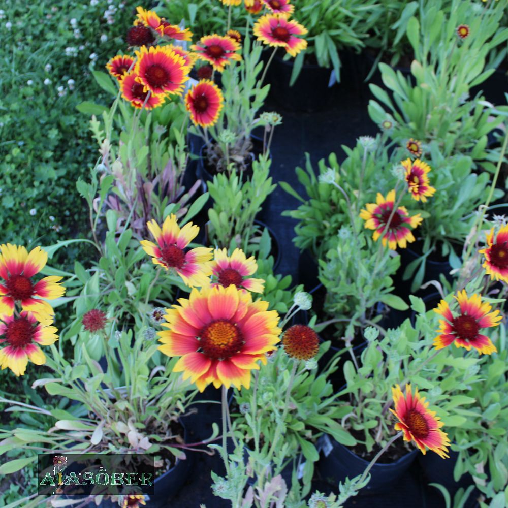 Aed-mõrsjalill 'Bremen' (6 tk) - Image 4