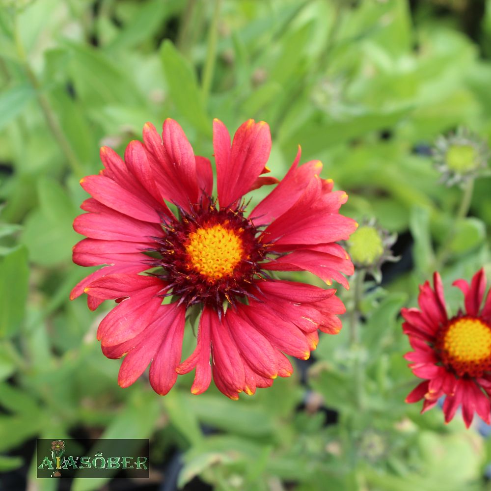 Aed-mõrsjalill 'Burgunder' (6 tk) - Image 3