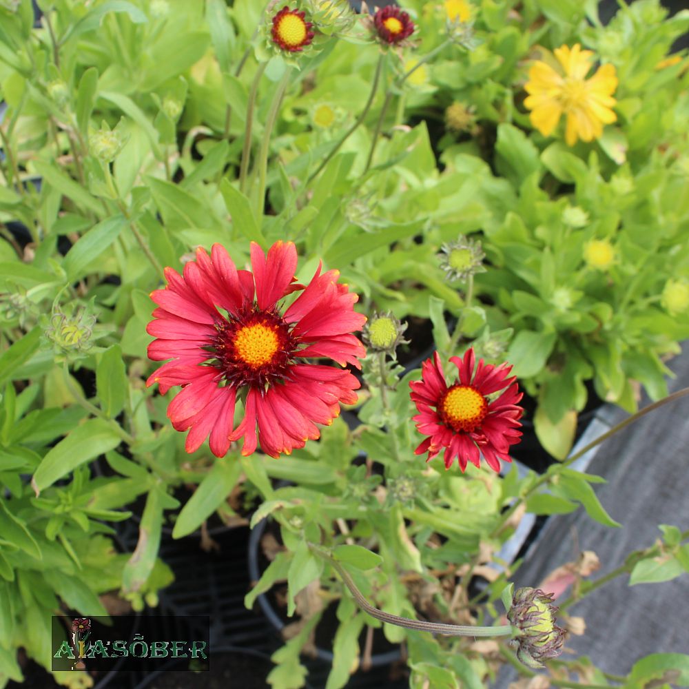 Aed-mõrsjalill 'Burgunder' (6 tk) - Image 4