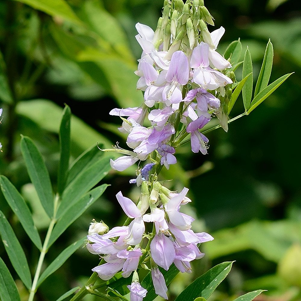 Harilik kitsehernes (6 tk) - Image 2