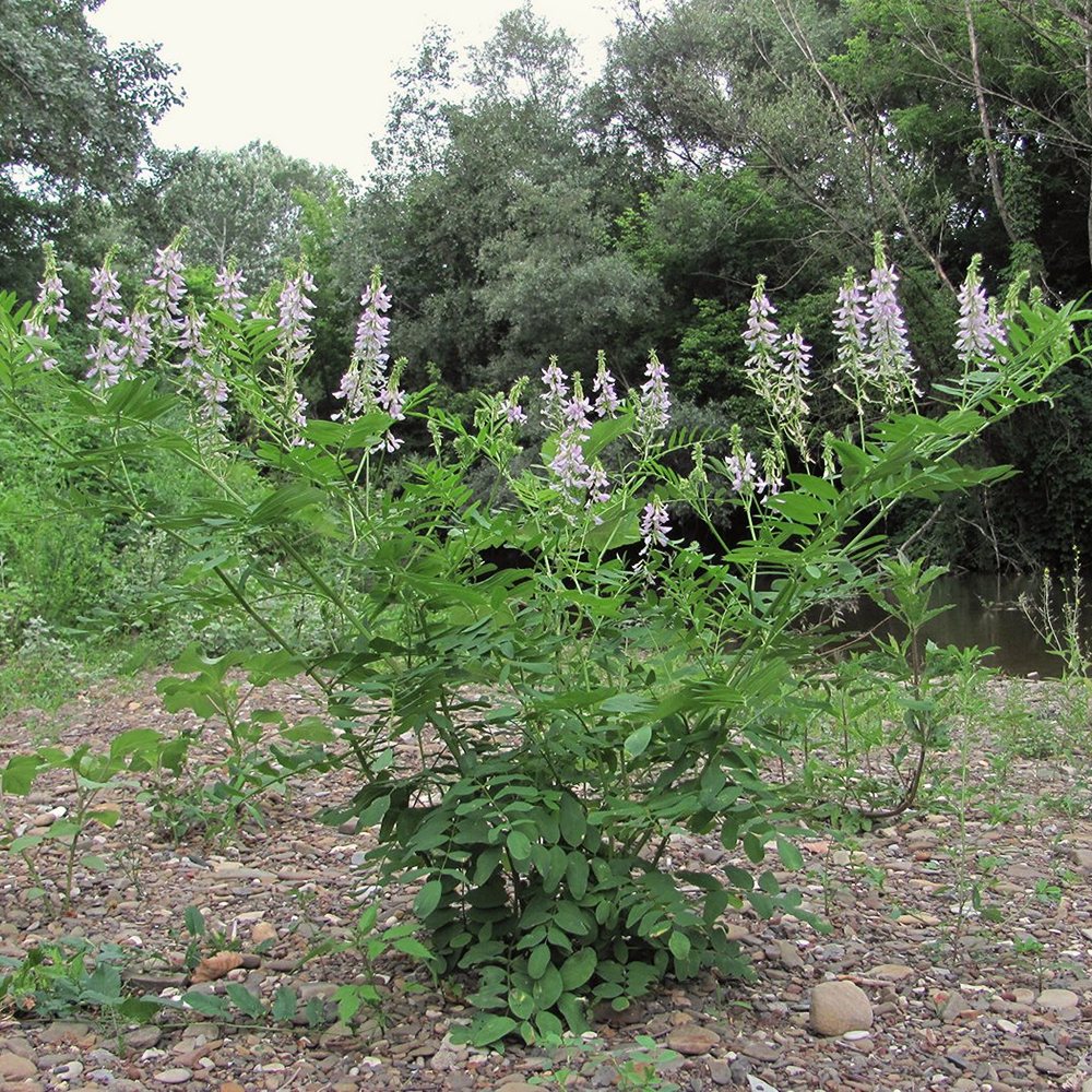 Harilik kitsehernes (6 tk) - Image 3