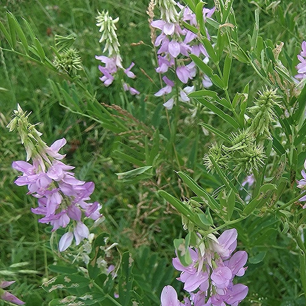 Harilik kitsehernes (6 tk) - Image 4