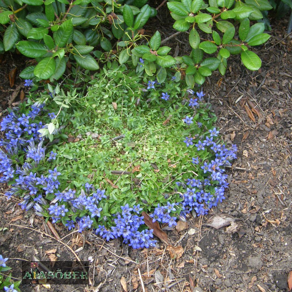 Sügisene emajuur 'Lagodechiana' (6 tk) - Image 3