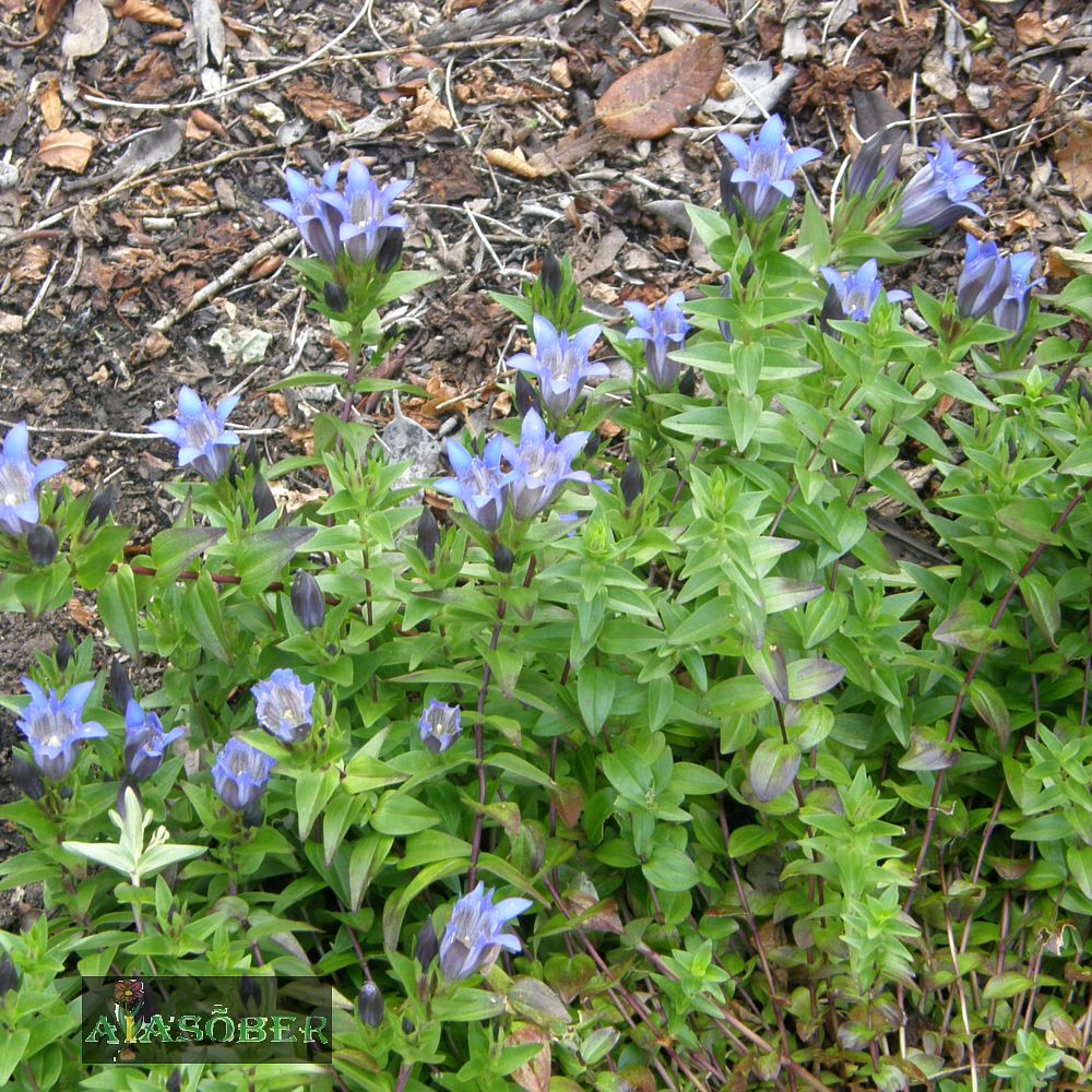 Sügisene emajuur 'Lagodechiana' (6 tk) - Image 4