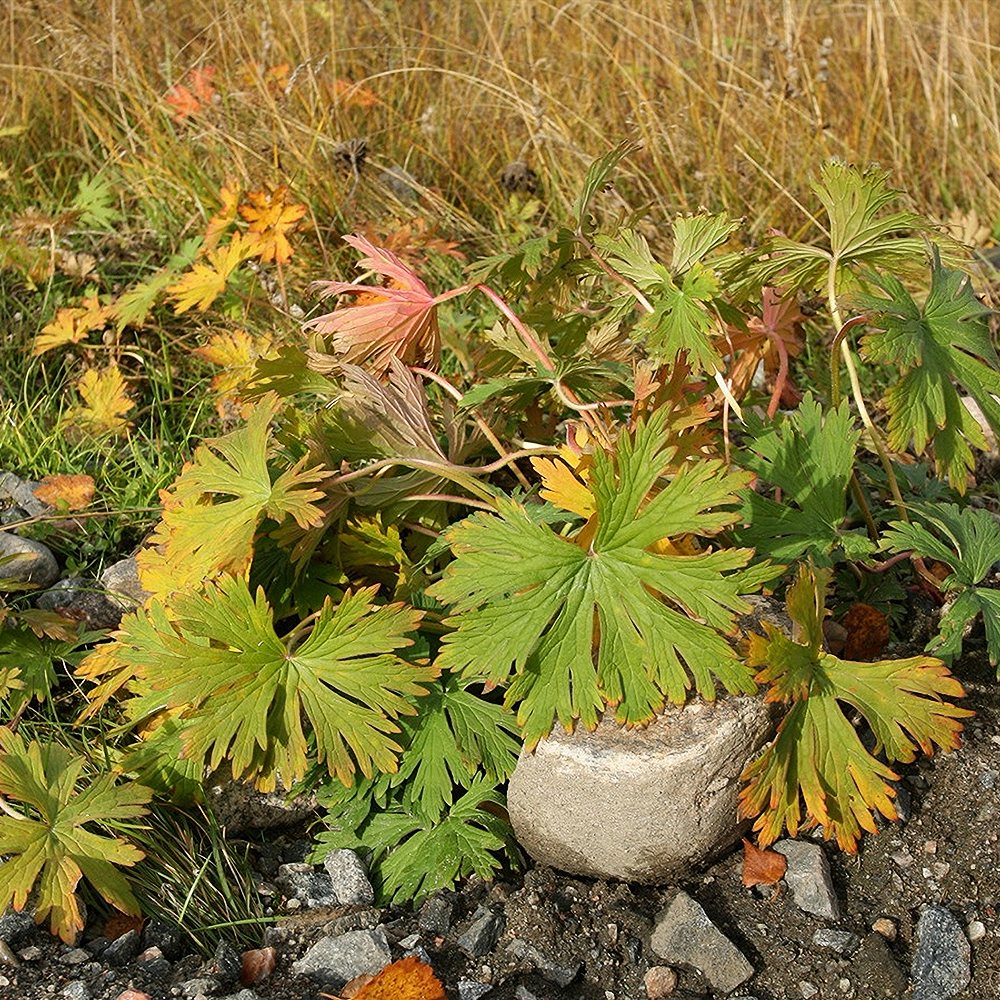 Aas-kurereha 'Laura' (6 tk) - Image 3