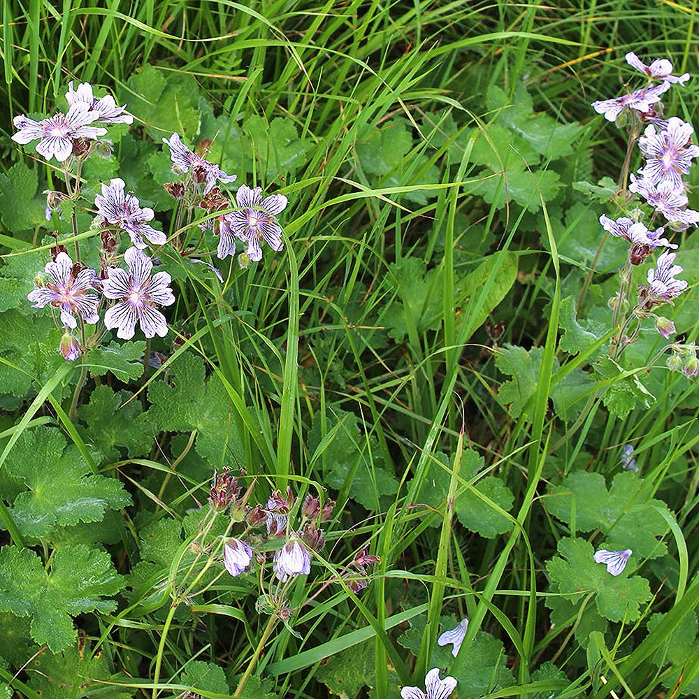 Säbar kurereha (6 tk) - Image 3