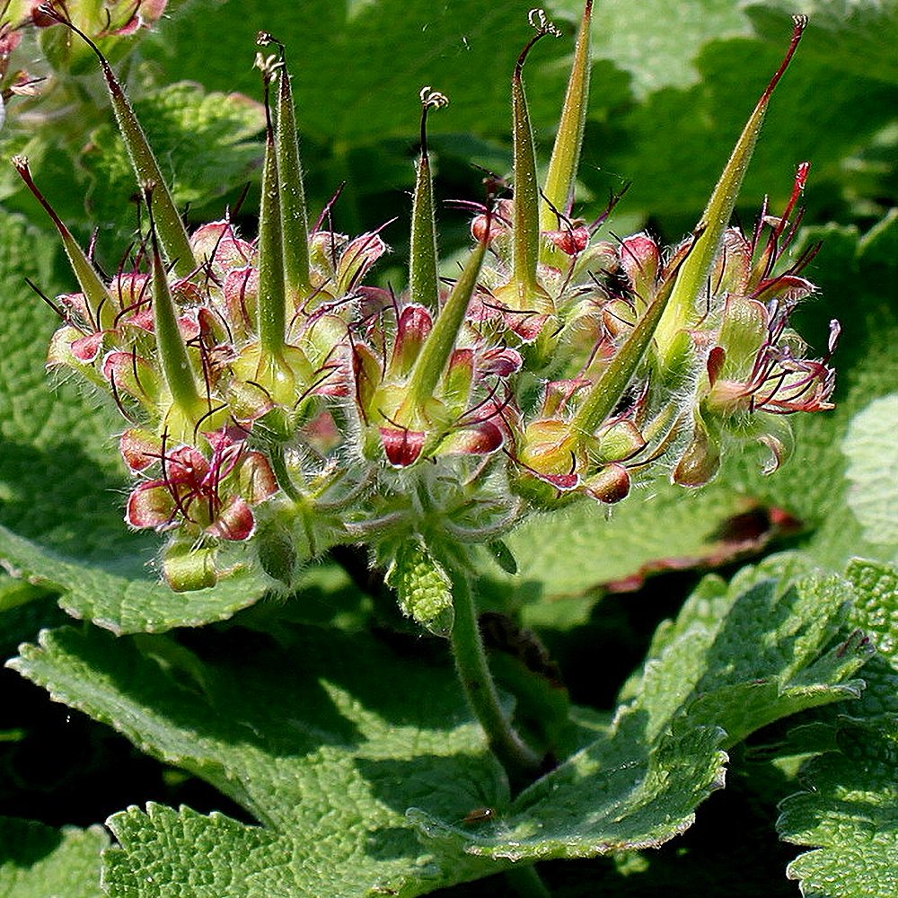 Säbar kurereha (6 tk) - Image 4