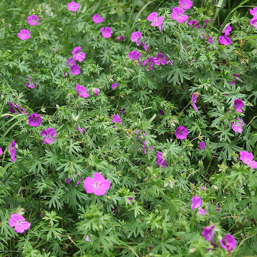 Verev kurereha 'New Hampshire Purple' (6 tk) - Image 2