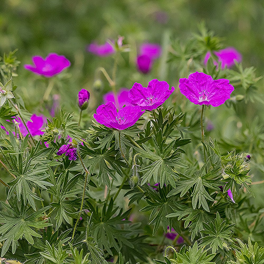 Verev kurereha 'New Hampshire Purple' (6 tk) - Image 3