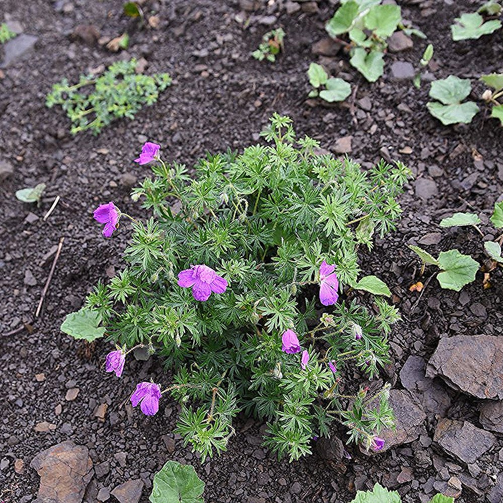 Verev kurereha 'New Hampshire Purple' (6 tk) - Image 4