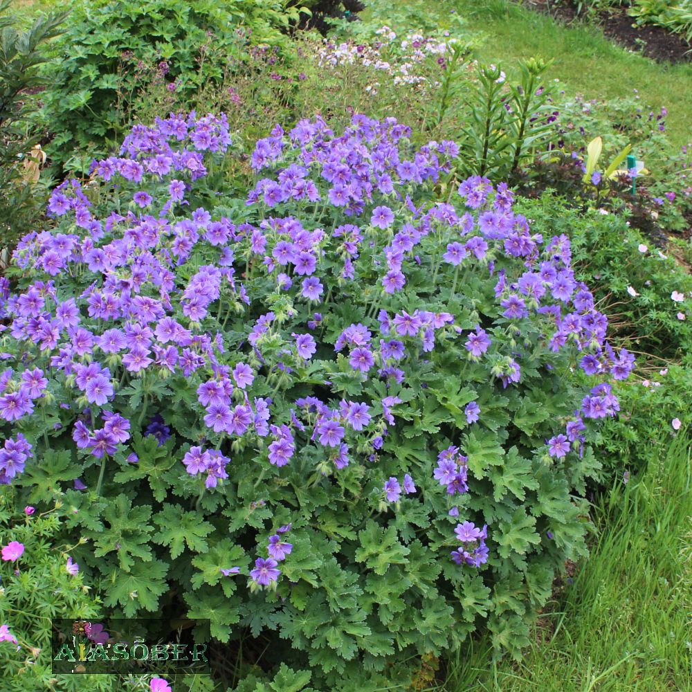 Mets-kurereha 'Mayflower' (6 tk) - Image 2