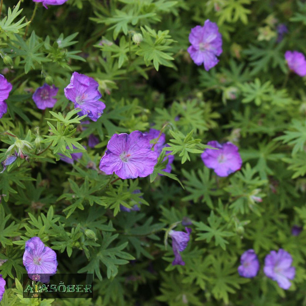 Mets-kurereha 'Mayflower' (6 tk) - Image 3