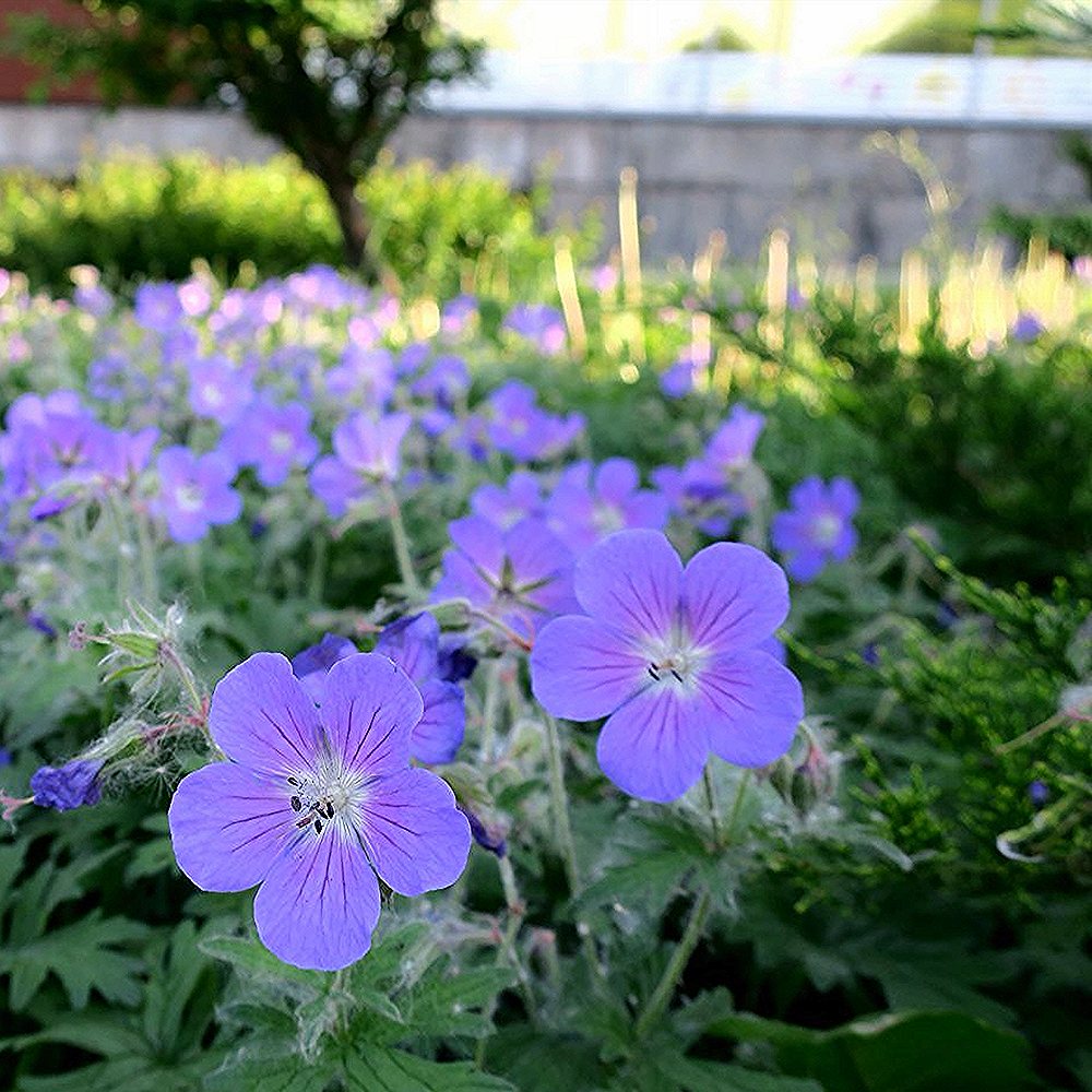 Mets-kurereha 'Mayflower' (6 tk) - Image 4