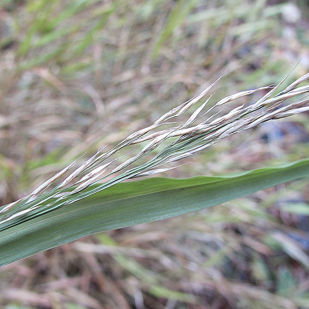 Ainuroog (6 tk) - Image 4