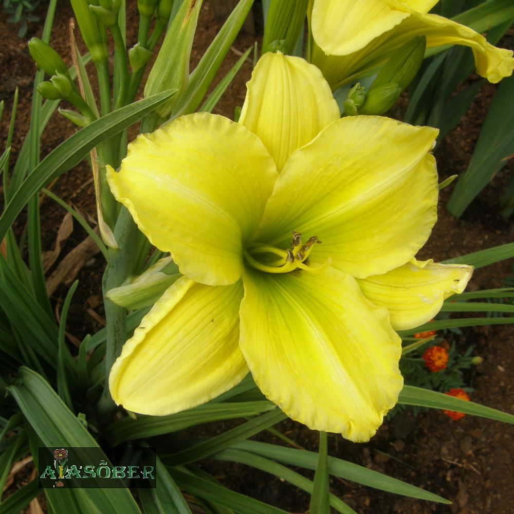 Aed-päevaliilia 'Green Flutter' (6 tk) - Image 3