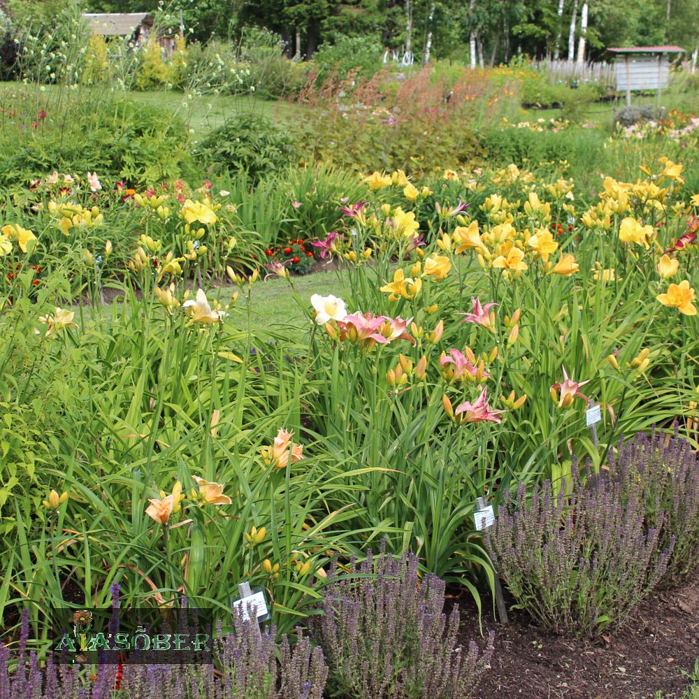 Aed-päevaliilia 'Green Flutter' (6 tk) - Image 4