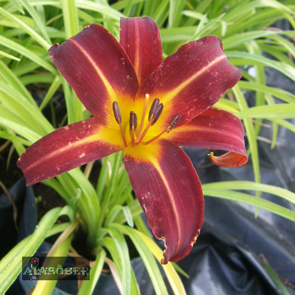 Aed-päevaliilia 'Black Prince' (6 tk) - Image 3