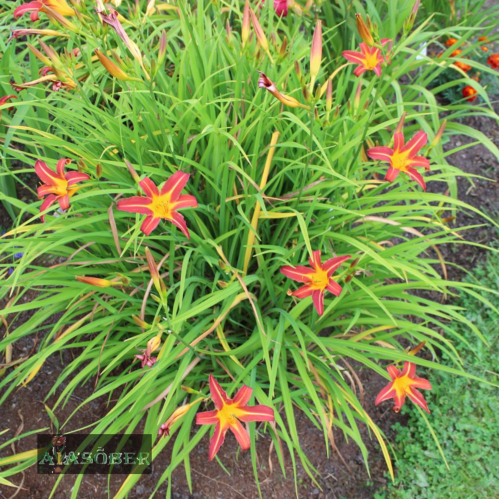 Aed-päevaliilia 'Black Prince' (6 tk) - Image 4