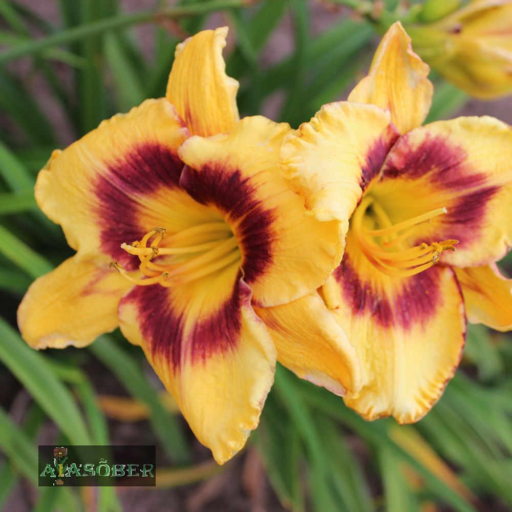 Aed-päevaliilia 'Calico Jack' (6 tk) - Image 3