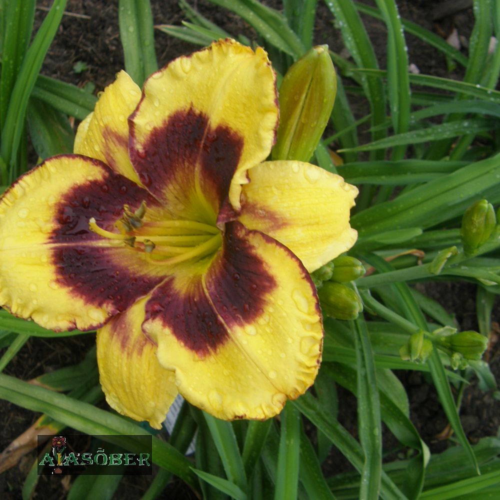 Aed-päevaliilia 'Calico Jack' (6 tk) - Image 4