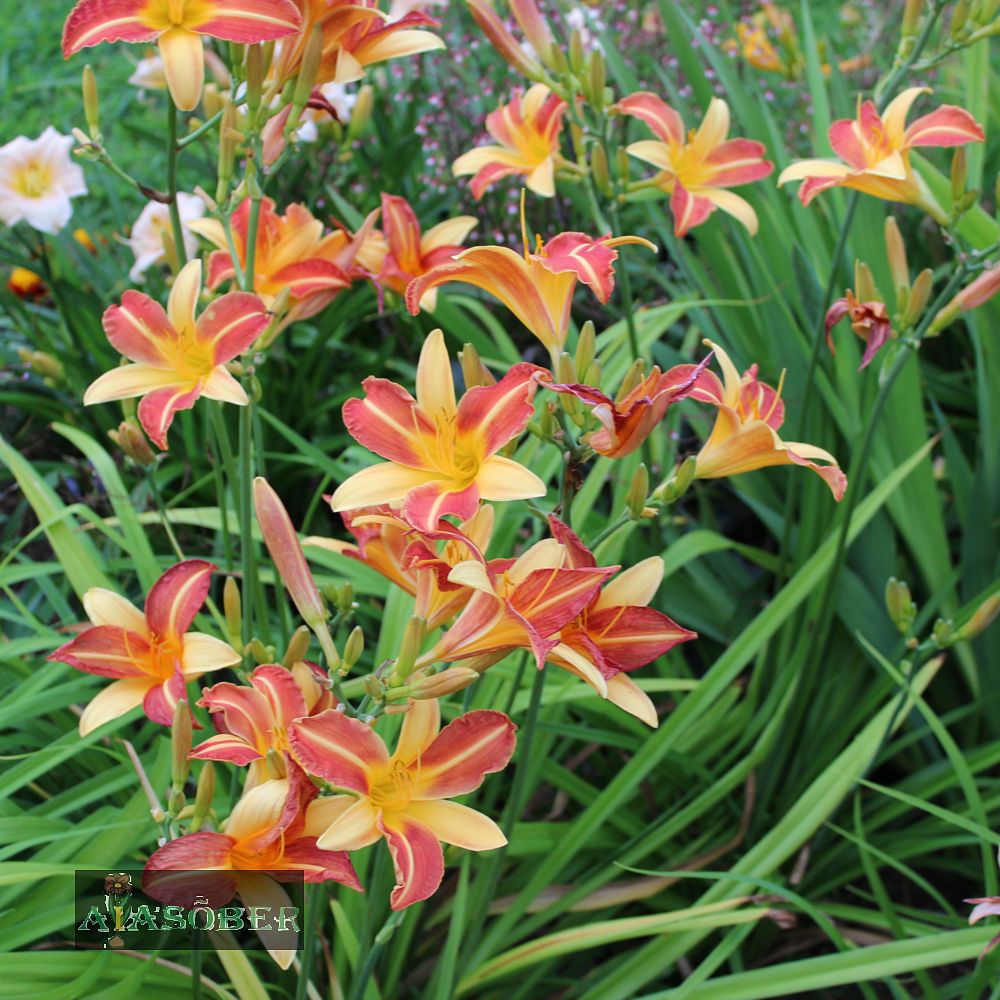 Aed-päevaliilia 'Frans Hals' (6 tk) - Image 3