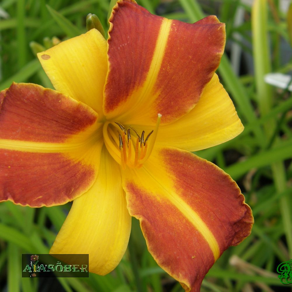 Aed-päevaliilia 'Frans Hals' (6 tk) - Image 4