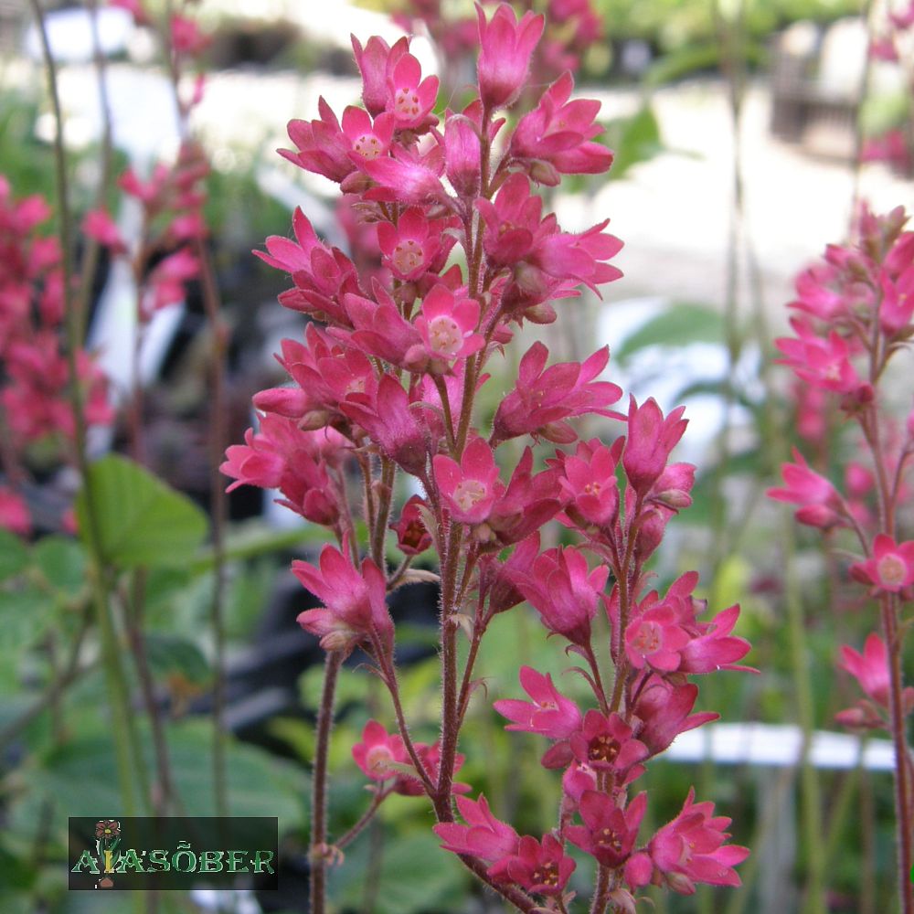 Väri-helmikpööris 'Pluie de Feu' (6 tk) - Image 3