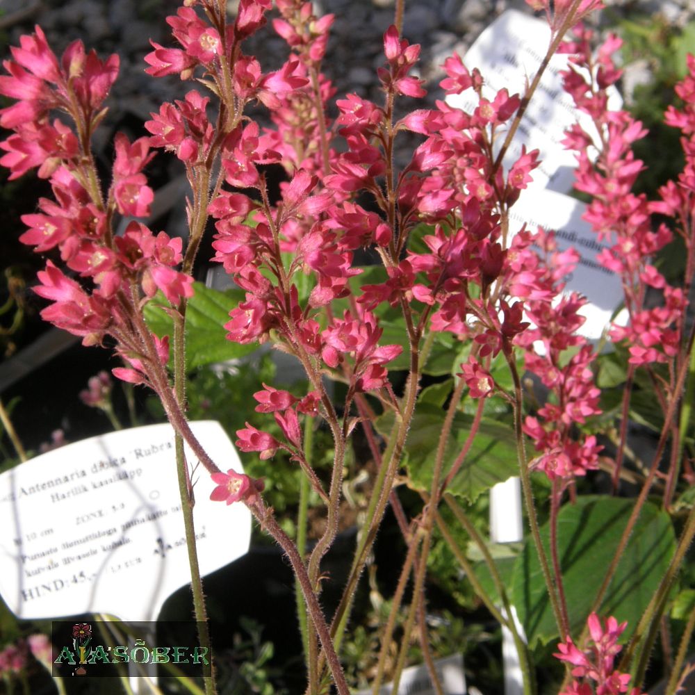 Väri-helmikpööris 'Pluie de Feu' (6 tk) - Image 4