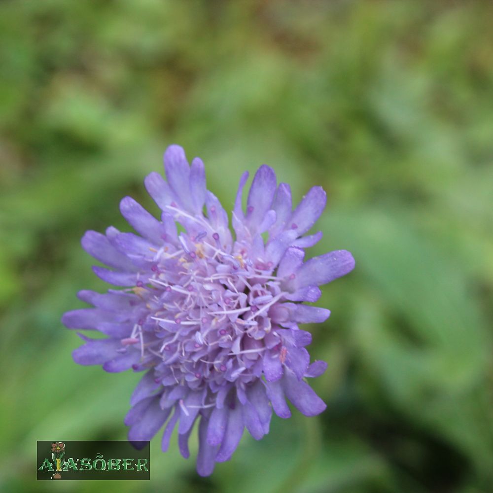 Harilik äiatar (6 tk) - Image 3