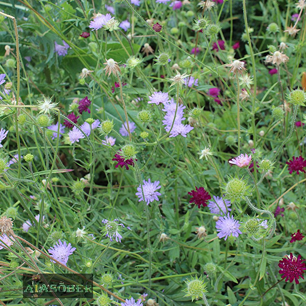 Harilik äiatar (6 tk) - Image 4