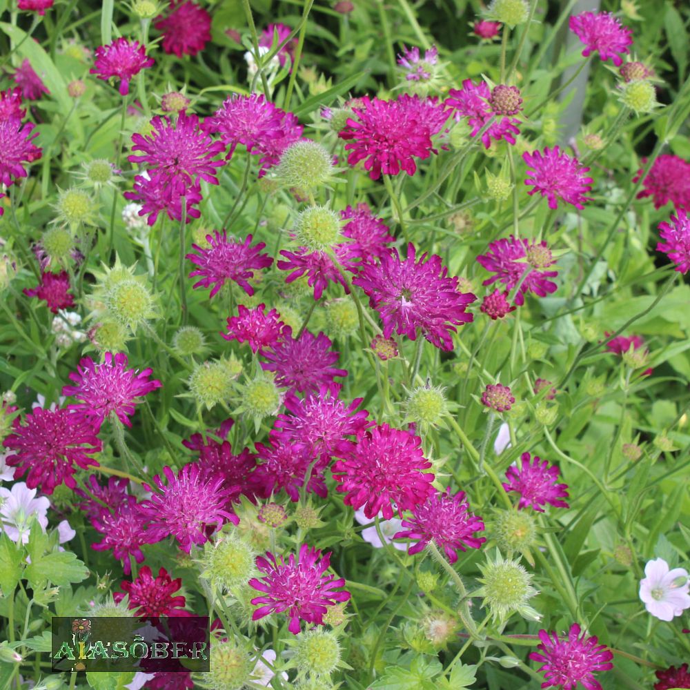 Makedoonia äiatar (6 tk) - Image 4