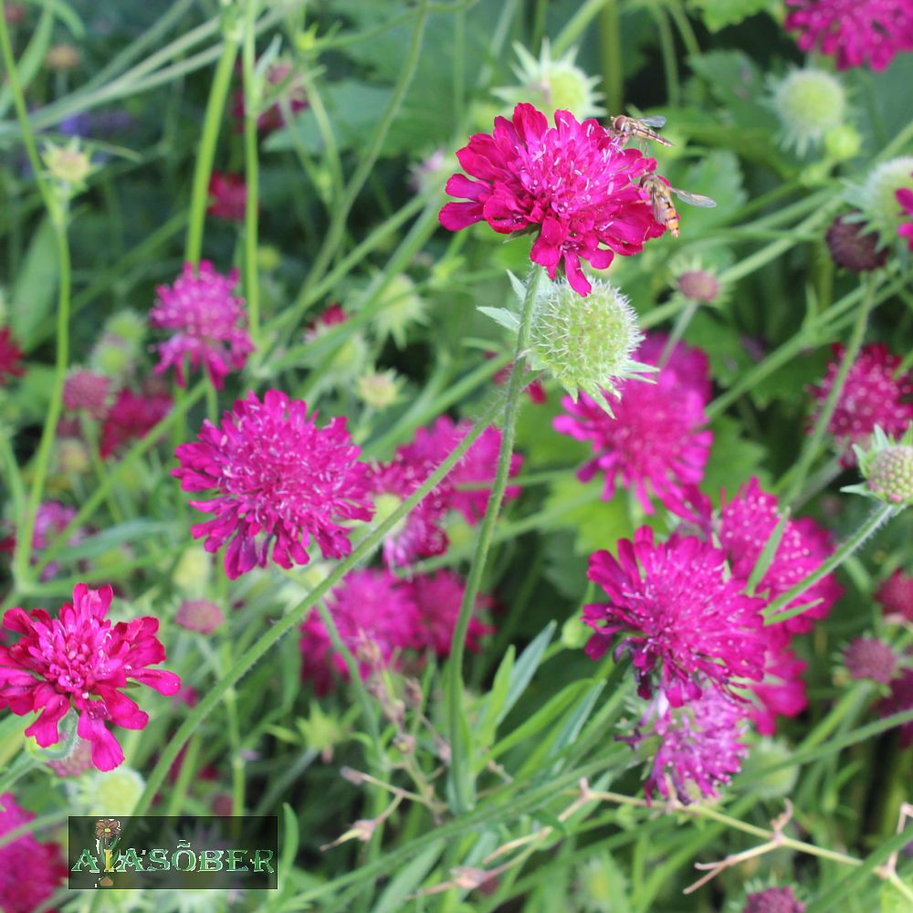 Makedoonia äiatar 'Mars Midget' (6 tk) - Image 2