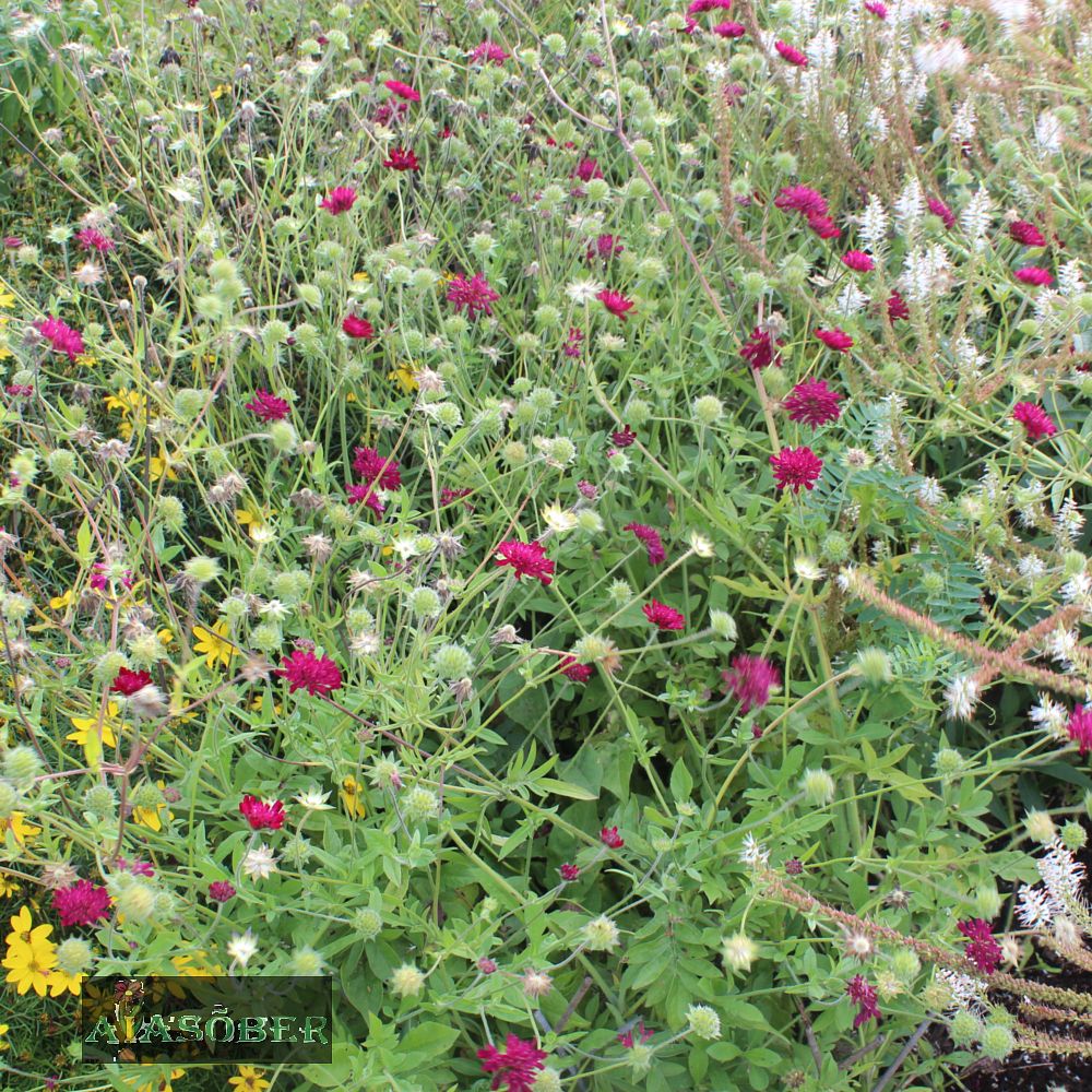 Makedoonia äiatar 'Mars Midget' (6 tk) - Image 3