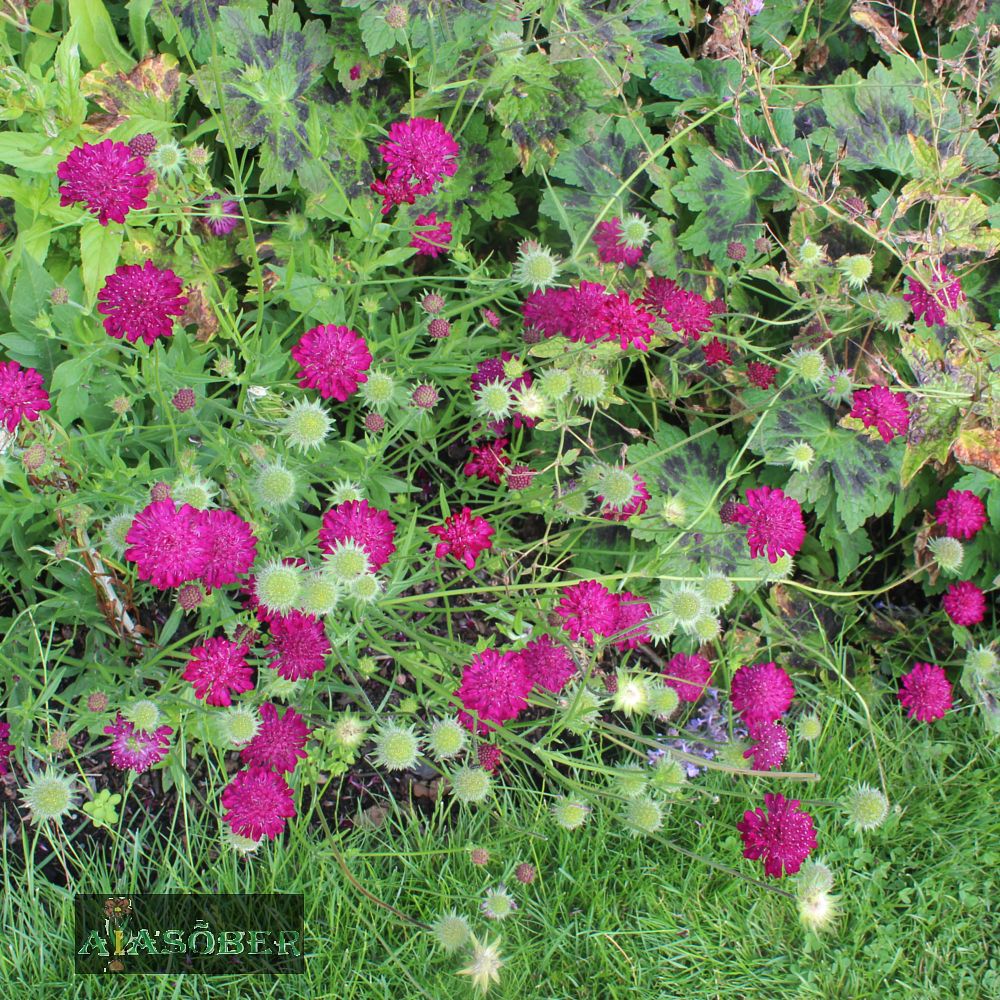 Makedoonia äiatar 'Mars Midget' (6 tk) - Image 4