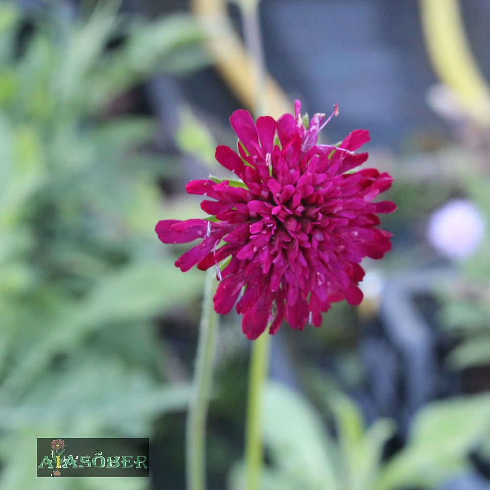 Makedoonia äiatar 'Thunder and Lightning' (6 tk) - Image 2