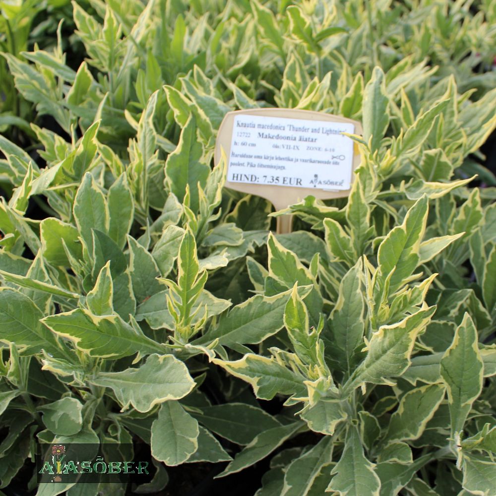 Makedoonia äiatar 'Thunder and Lightning' (6 tk) - Image 3