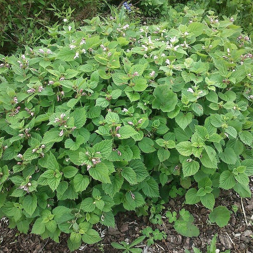 Suureõieline iminõges 'Silva' (6 tk) - Image 3