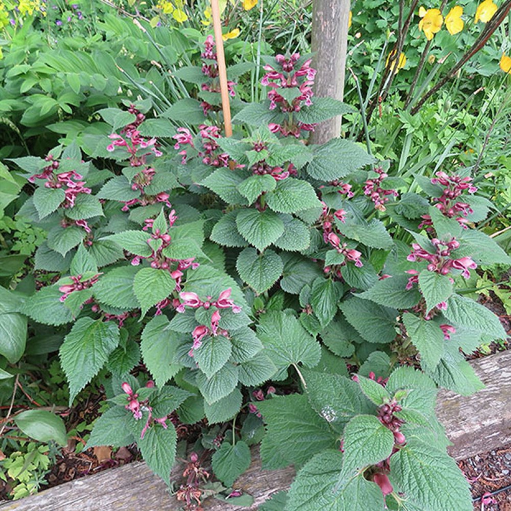 Suureõieline iminõges 'Silva' (6 tk) - Image 4