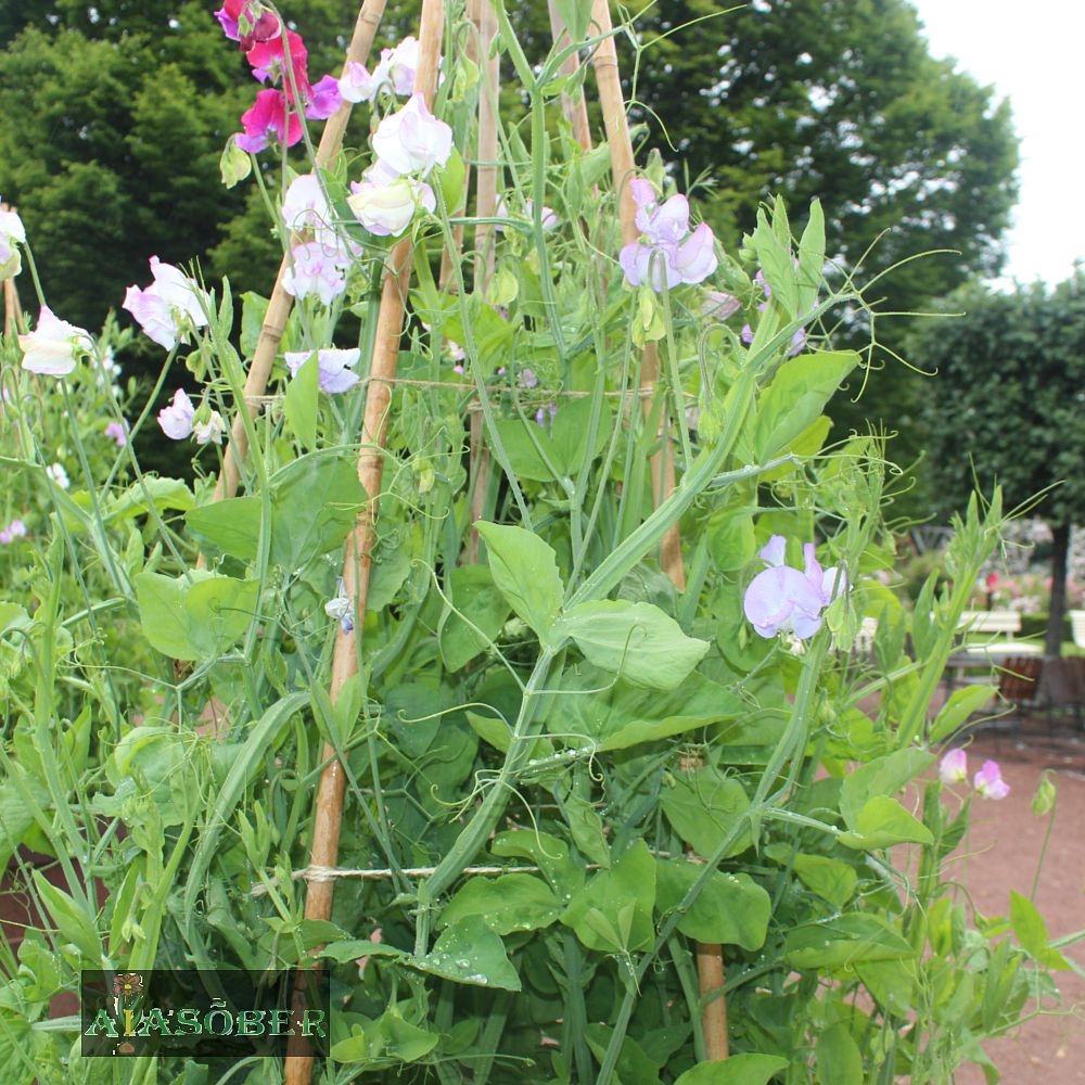 Laialehine seahernes 'Pink Pearl' (6 tk) - Image 2