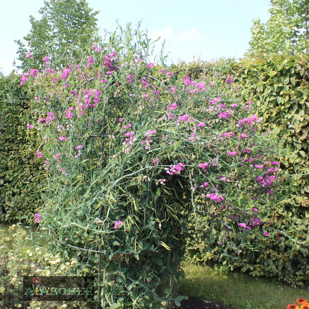 Laialehine seahernes 'Pink Pearl' (6 tk) - Image 3