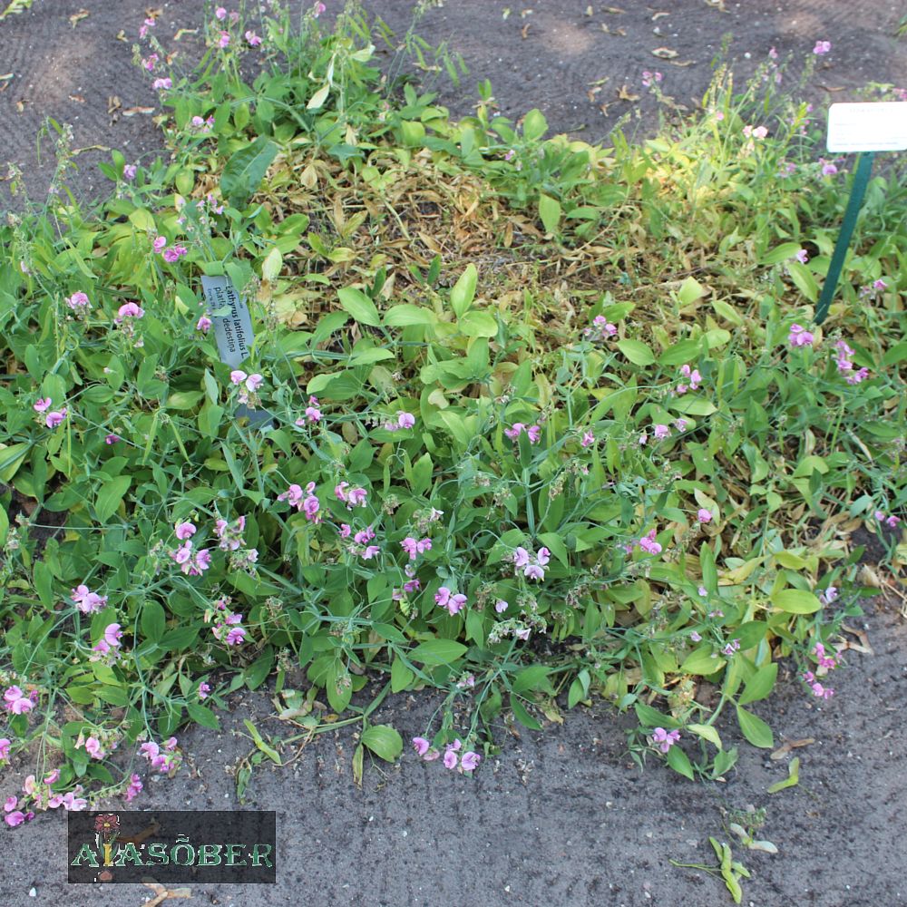 Laialehine seahernes 'Pink Pearl' (6 tk) - Image 4