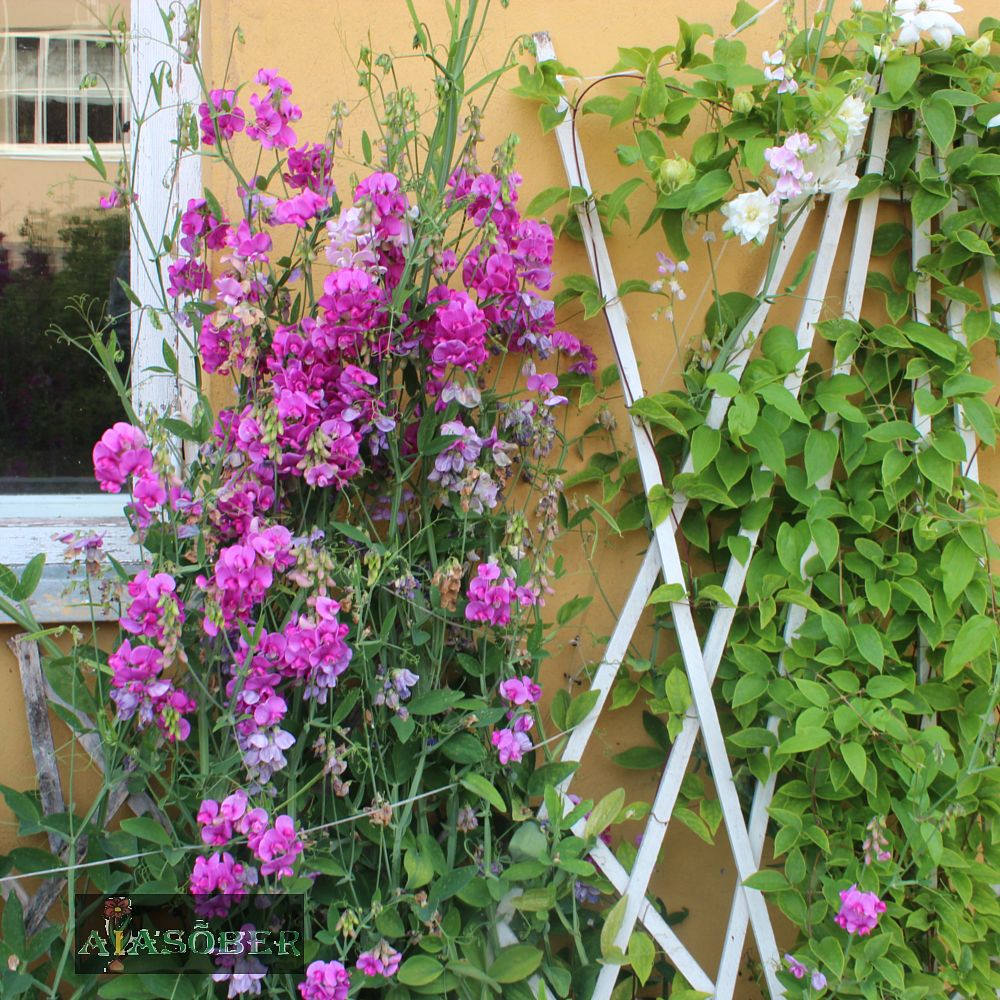 Laialehine seahernes 'Red Pearl' (6 tk) - Image 3